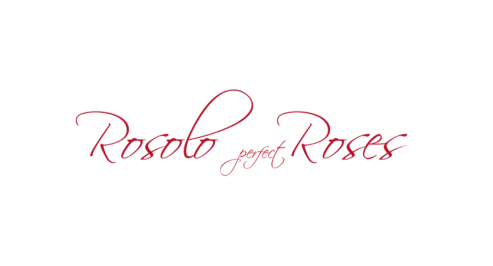 Rosolo perfect Roses